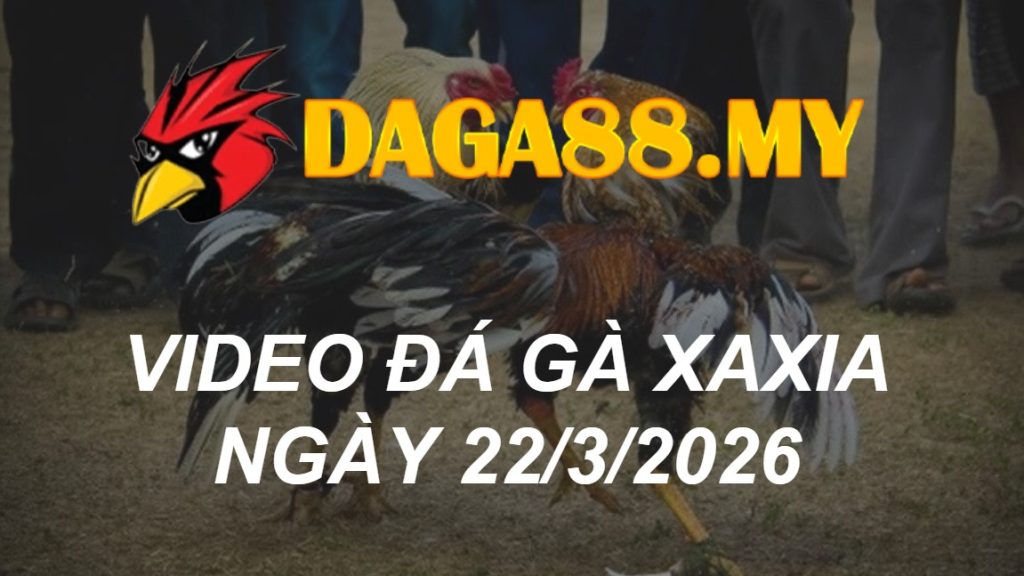 VIDEO GÀ XAXIA NGÀY 22/3/2026